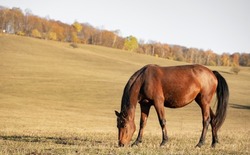 The horse eats grass in the meadow in autumn