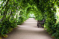 park bench in Hyde Park, London surrounded by green leaves during summer.