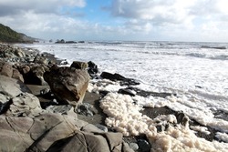 a lot of sponge from the sea  after rain in west newzealand