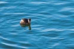 A Small Grebe Swimming onto the Lake Surface in Search for Fish