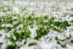 green grass under the snow