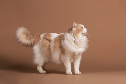 Lightbrown turkish van cat with green eyes isolated and standing in front of a brown background and looking to the right