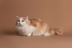 Lightbrown turkish van cat with green eyes isolated and laying on a brown background and looking slightly to the left
