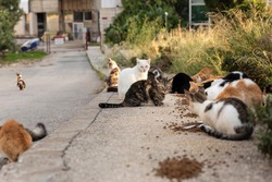 Hungry multicoloured homeless stray cats sitting on the sidewalk eating cat food given food  by volunteers in downtown Dubrovnik, Dalmatia, Croatia. Surrounded by greenery on a sunny day
