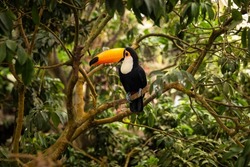 Toucan tropical exotic bird from the rainforest with its iconic yellow orange beak sitting on the branch of a tree surrounded by greenery