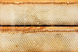 Wax honeycomb texture from an empty bee hive without honey. Hexagon shaped cells, beekeeping concept