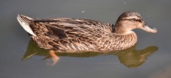 Brown duck swimming on a pond