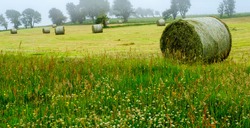 Countryside , round hay bales in a field on a misty day, with foreground of wild grass area with clover and buttercups.  