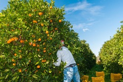 Farmers at work in a citrus grove while picking tarocco oranges, Sicily