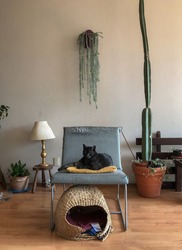 
Living room chair with lying black cat