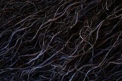 Beautiful dark low key texture background. Gothic moody background. Black, purple and grey abstract nature background texture of dry tree roots