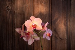 Orchid flowers on dark wooden background. Pink and red tender petals. Beautiful bloom in sunlight. Orchidaceae plant, Phalaenopsis amabilis, moon or moth orchid. Exotic indian herb. Selective focus