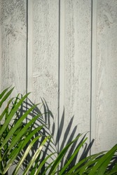 Palm tree on grey wooden background. Green tropical leaves in the garden against house wall. Fresh foliage with shadows backdrop. Vertical harsh wood boards. Copy space for design, selective focus
