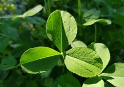Green trefoil clover (Trifolium pratense) in the sun from the shade, in fresh green grass (macro, full face).