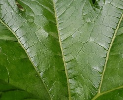 Green glossy thin leaf of zucchini (Cucurbita pepo) in the sun (macro, diagonal, texture).
