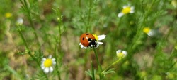 Red seven spot ladybug (Coccinella septempunctata) is
preparing to take off - on the white chamomile (Matricaria chamomilla) in the sun on a green lawn (macro, angle).