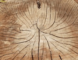 The brown surface of an old cracked stump with a large light spot in the center and darkening around (macro, center of the stump, top view, texture).