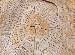 The surface of an old light brown stump with cracks (top view, macro, center of the stump, texture).
