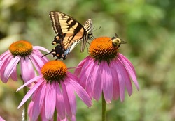 Eastern Tiger Swallowtail and bumble bee on a purple coneflower