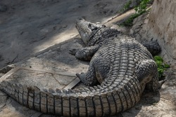 Huge Adult Nil Crocodile, Crocodylus niloticus, six meters in length, rear view	