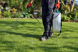 spraying pesticide with portable sprayer to eradicate garden weeds in the lawn. weedicide spray on the weeds in the garden. Pesticide use is hazardous to health. Weed control concept. weed killer. 