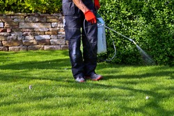 spraying pesticide with portable sprayer to eradicate garden weeds in the lawn. weedicide spray on the weeds in the garden. Pesticide use is hazardous to health. Weed control concept. weed killer. 