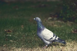 Homing pigeon on the grass. close up of full body of speed racing pigeon bird with banding leg ring on grass. beauty rock dove.