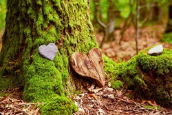 Funeral Heart sympathy. funeral heart near a tree. Natural burial grave in the forest. Heart on grass or moss. tree burial, cemetery and All Saints Day concepts	