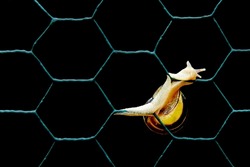 Close-Up Of Snail On Chainlink Fence. Helix pomatia also Roman snail, Burgundy snail, edible snail or escargot isolated on black background