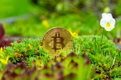Bitcoin (BTC) in green flowerbed. Cryptocurrency ideas and future technology. digital currency money financial system, Impact of Bitcoin on environment.  cryptocurrency