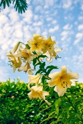 Tree Lilies. bright yellow Lilium oriental trumpet 