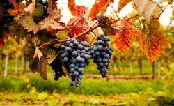 Blue ripe wine grapes hang from a vine with autumn leaves. Bunches of red wine grapes on old vine. Vineyards in autumn harvest.