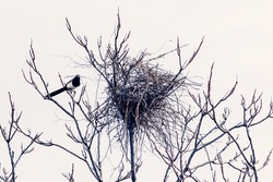 nest building of a magpie in a tree without leaves in Springtime. Made by a long-tailed crow - magpie bird for laying eggs and sheltering its young