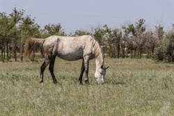 A gray horse grazes on a field in Kazakhstan