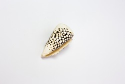 
Speckled seashell on white background