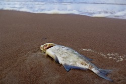 Dead fish on the sand by the sea