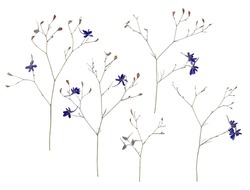 Pressed Consolida regalis. Dried larkspur flowers. Herbarium isolated on white