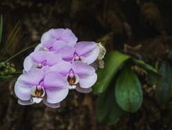 Phalaenopsis aphrodite is an orchid of the Phalaenopsis genus of the Epidendroideae subfamily of the Orchidaceae family. Native to Southwest Asia from Taiwan to the Philippines