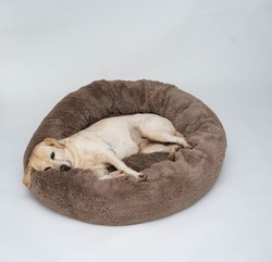 A cute yellow Labrador is lying on the dog bed. Light background. The dog sleeps on the Plush Fleecy Pet Cave