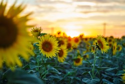 Sunflower At Goldenhour In A Field