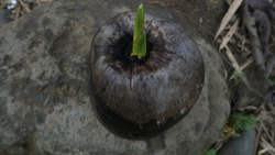 A seed of a coconut or palm  tree growing