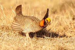 Lesser Prairie Chicken (Tympanuchus pallidicinctus) performing dancing or 