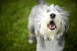 Bearded Collie Barking ready to play fetchÃ¢Â?Â¦Momo barks wildly until the ball is dispatched for him...