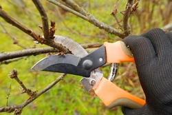 Close-up of a female farmer's hand in a black work glove working with a pruner. A gardener will show you how to prune the dry branches of a shrub in autumn using garden shears to prune bushes