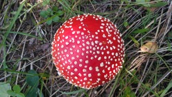 Red toadstool poisonous mushroom growth in the forest, fly agaric fungi. Fly agaric hat top view. Danger inedible toxic mushroom with red cap and white pimples. Amanita muscaria