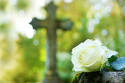 white rose on grave in graveyard, copy space      