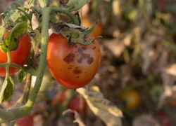 Anthracnose fruit rot on ripe tomato fruit. The most common fungal diseases that infect tomatoes grown in garden or field.