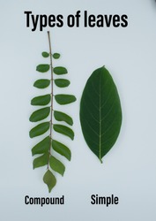 Simple leaves and Compound  leaves concept in Botany.  