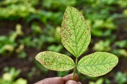 soybean, soy bean, or soya bean (Glycine max) crop leaf with spots.