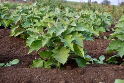 Eggplant (aubergine or brinjal) crop in farm. crop planted and cultivated at agriculture field.  crop in agriculture field.